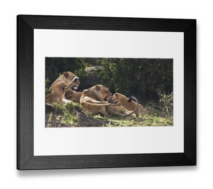 Framed Print : African Lion (panthera leo), Mother and Cubs Framed Print : African Lion (panthera leo), Mother and Cubs