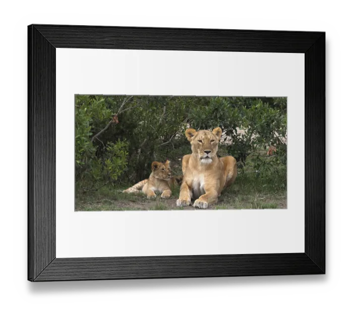 Framed Print : African Lion (panthera leo), Mother and Cub