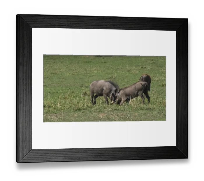 Framed Print : Warthog (phacochoerus aethiopicus) Framed Print : Warthog (phacochoerus aethiopicus)
