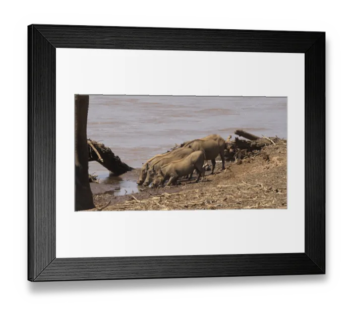 Framed Print : Warthog (phacochoerus aethiopicus)