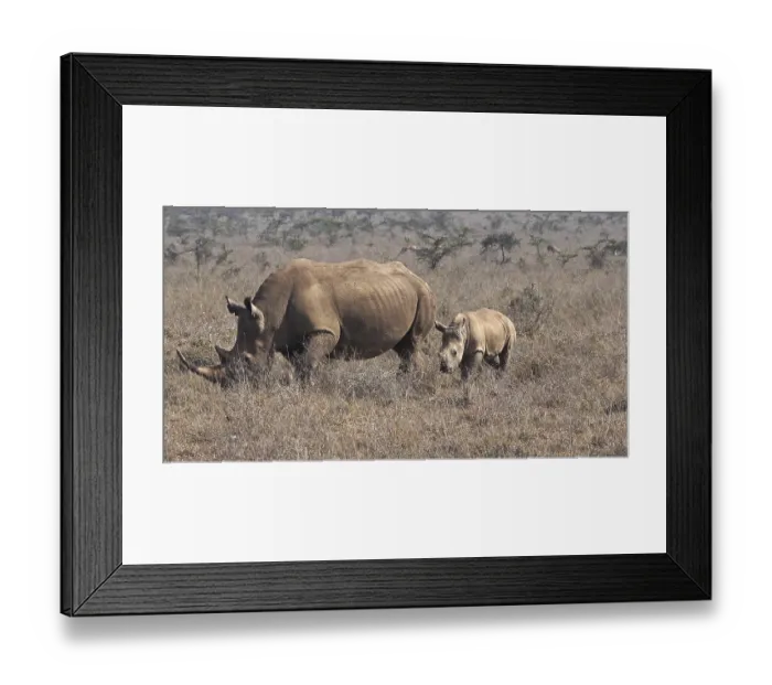 Framed Print : White Rhinoceros (ceratotherium simum)