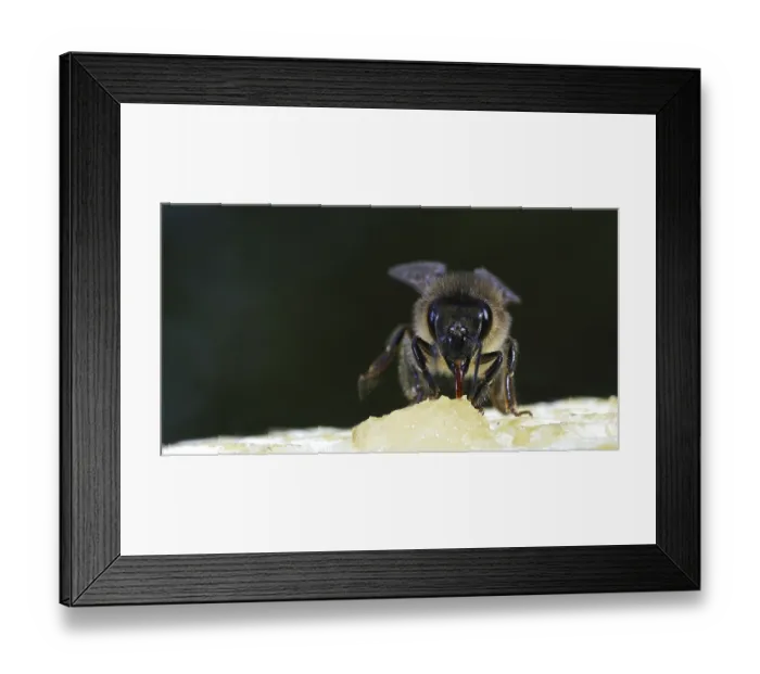 Framed Print : European Honey Bee (apis mellifera)