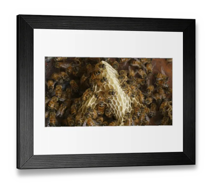 Framed Print : |European Honey Bee (apis mellifera) Framed Print : |European Honey Bee (apis mellifera)