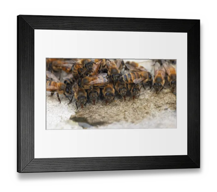Framed Print : European Honey Bee (apis mellifera)