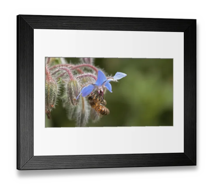 Framed Print : European Honey Bee (apis mellifera) Framed Print : European Honey Bee (apis mellifera)