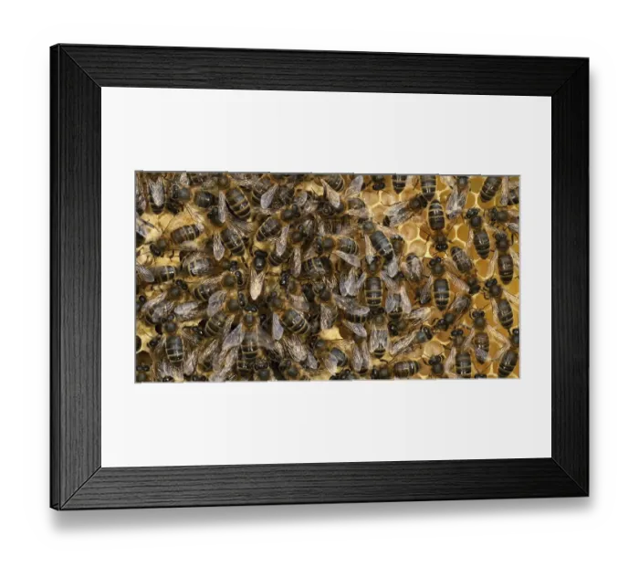 Framed Print : |European Honey Bee (apis mellifera)