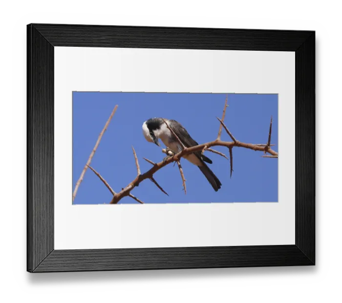 Framed Print : Northern White-crowned Shrike, eurocephalus rueppelli