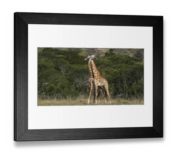 Framed Print : Masai Giraffe (giraffa camelopardalis tippelskirchi)