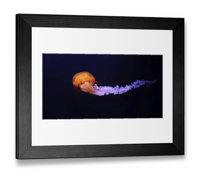 Framed Print : Black Jellyfish or Black Sea Nettle (chrysaora achlyos)