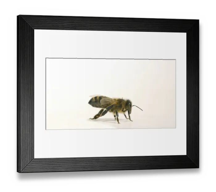 Framed Print : European Honey Bee (apis mellifera)
