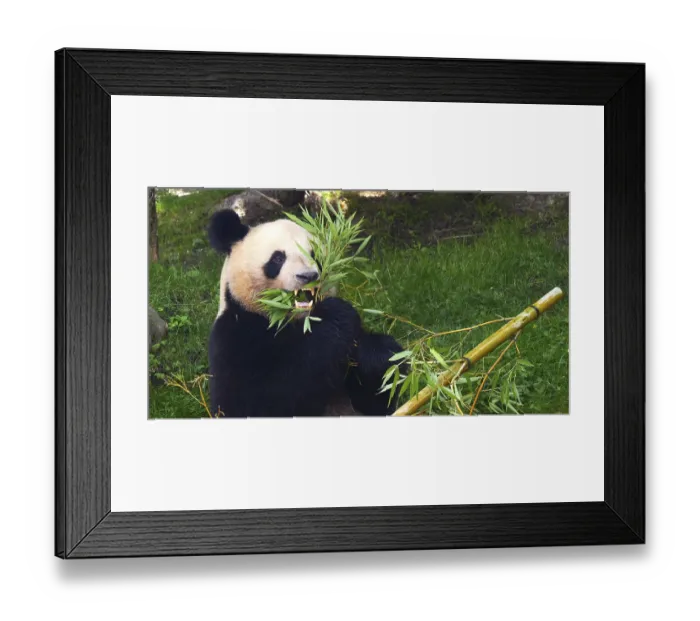 Framed Print : Giant Panda (ailuropoda melanoleuca)