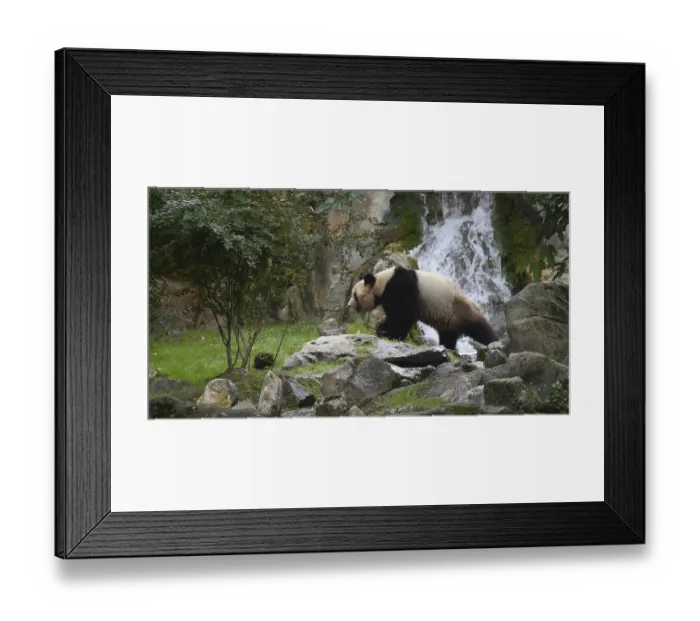 Framed Print : Giant Panda (ailuropoda melanoleuca) Framed Print : Giant Panda (ailuropoda melanoleuca)