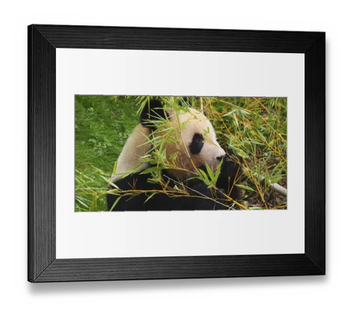 Framed Print : Giant Panda (ailuropoda melanoleuca) Framed Print : Giant Panda (ailuropoda melanoleuca)