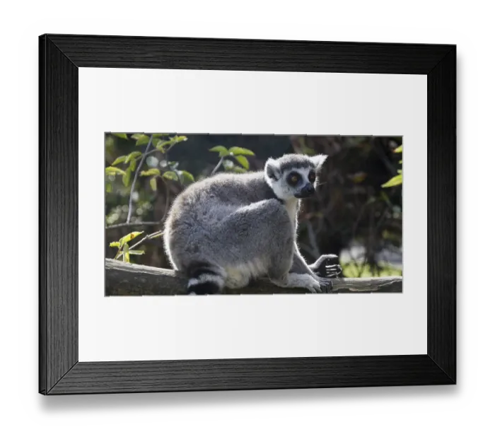 Framed Print : Ring Tailed Lemur, lemur catta Framed Print : Ring Tailed Lemur, lemur catta
