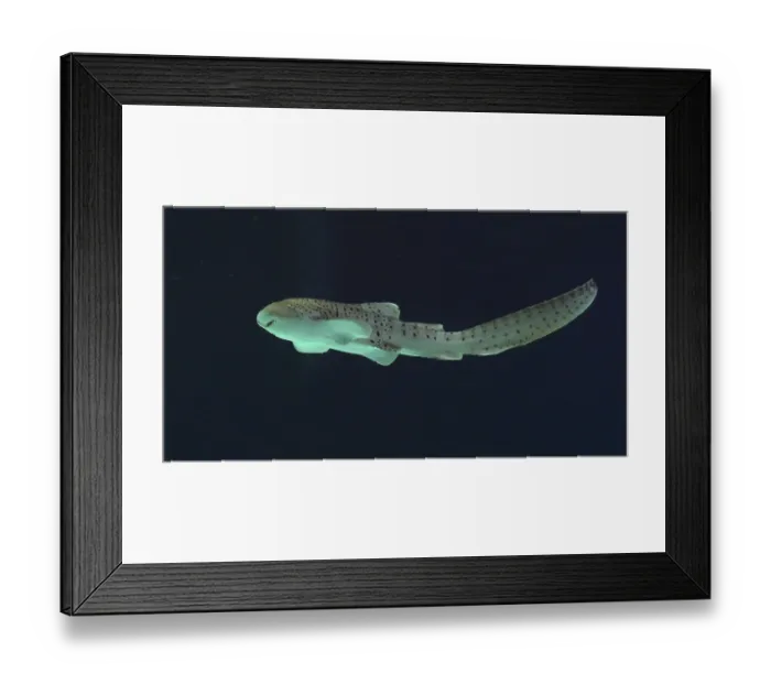 Framed Print : Leopard Shark (stegostoma fasciatum)