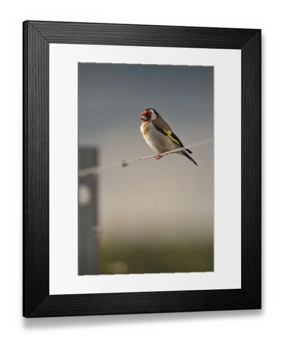 Framed Print : Goldfinch (Carduelis carduelis) sitting on wire in a vineyard Framed Print : Goldfinch (Carduelis carduelis) sitting on wire in a vineyard