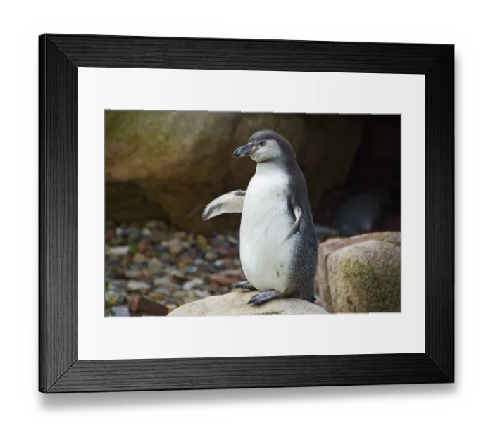 Framed Print : Magellanic Penguin (Spheniscus magellanicus)