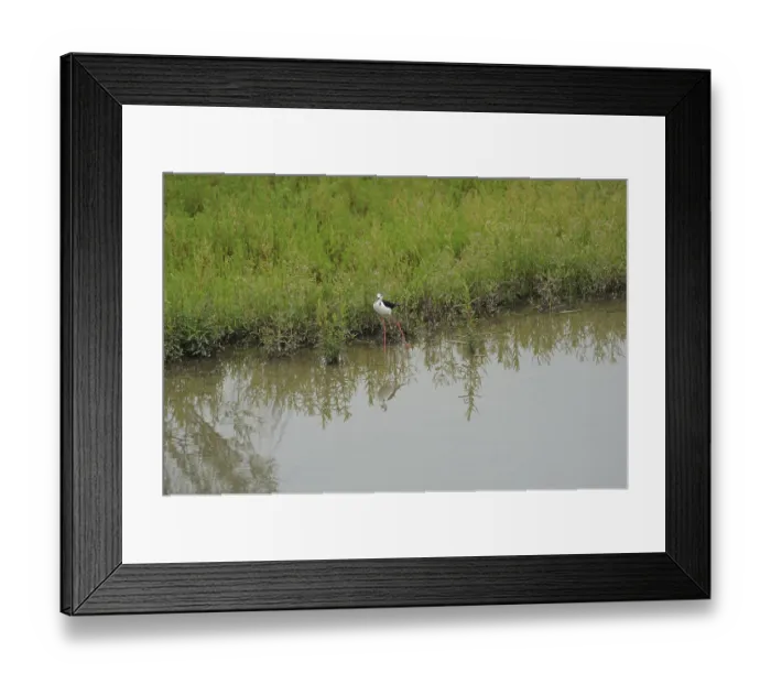 Framed Print : Black-winged Stilt, Himantopus himantopus, italy