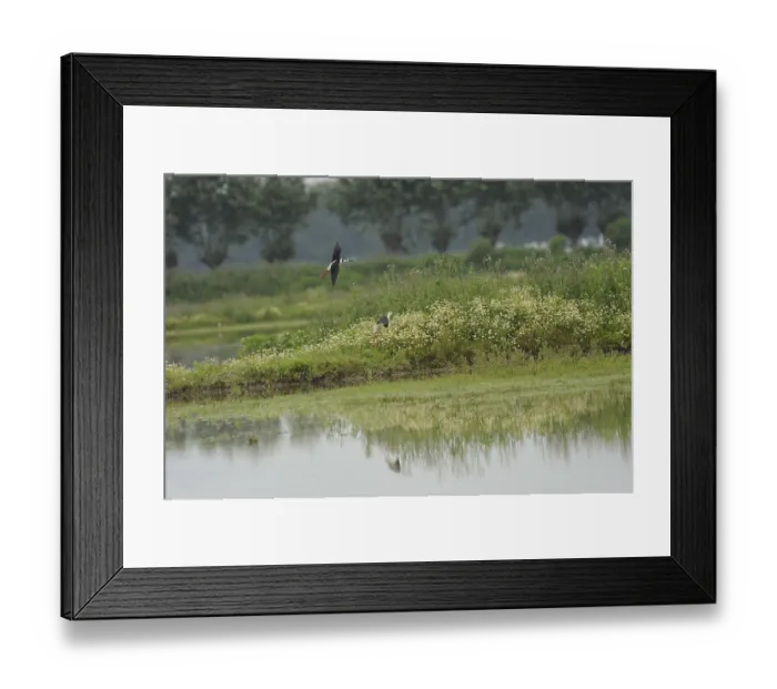 Framed Print : Black-winged Stilt, Himantopus himantopus, italy