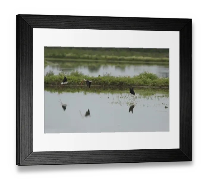 Framed Print : Black-winged Stilt, Himantopus himantopus, italy