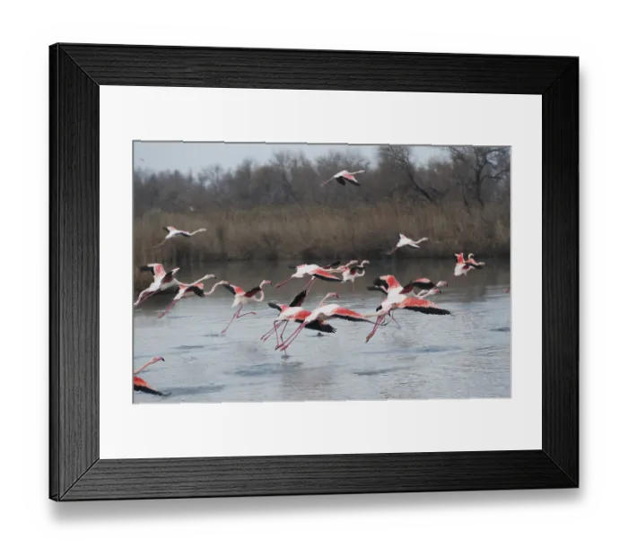 Framed Print : Pink flamingo, Phoenicopterus roseus Framed Print : Pink flamingo, Phoenicopterus roseus