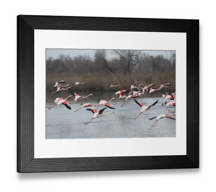 Framed Print : Pink flamingo, Phoenicopterus roseus