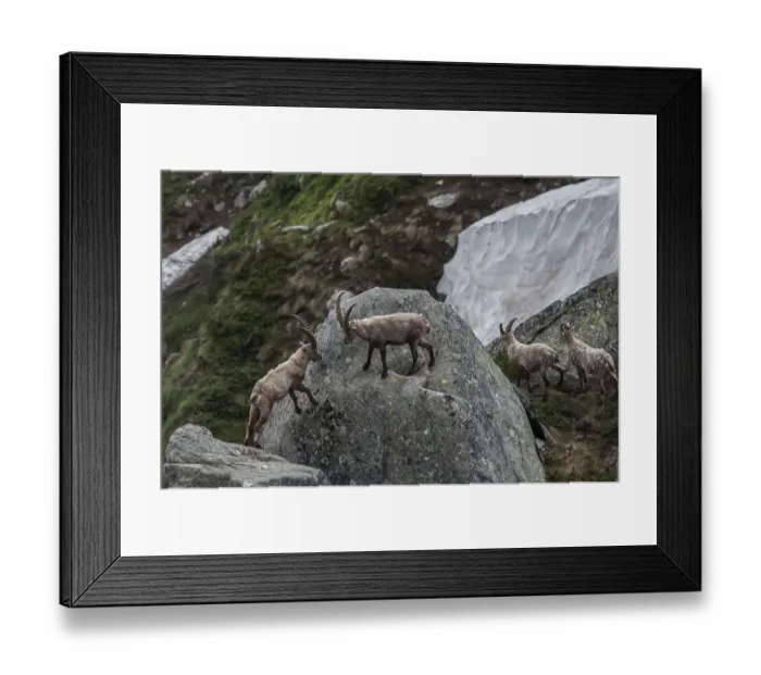 Framed Print : Ibex, Capra ibex, gran paradiso national Framed Print : Ibex, Capra ibex, gran paradiso national