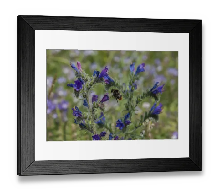 Framed Print : Bee, flower, france