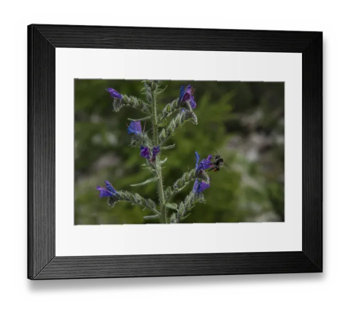 Framed Print : Bee, flower, france