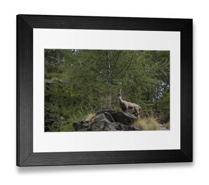 Framed Print : Capra ibex, italy Framed Print : Capra ibex, italy