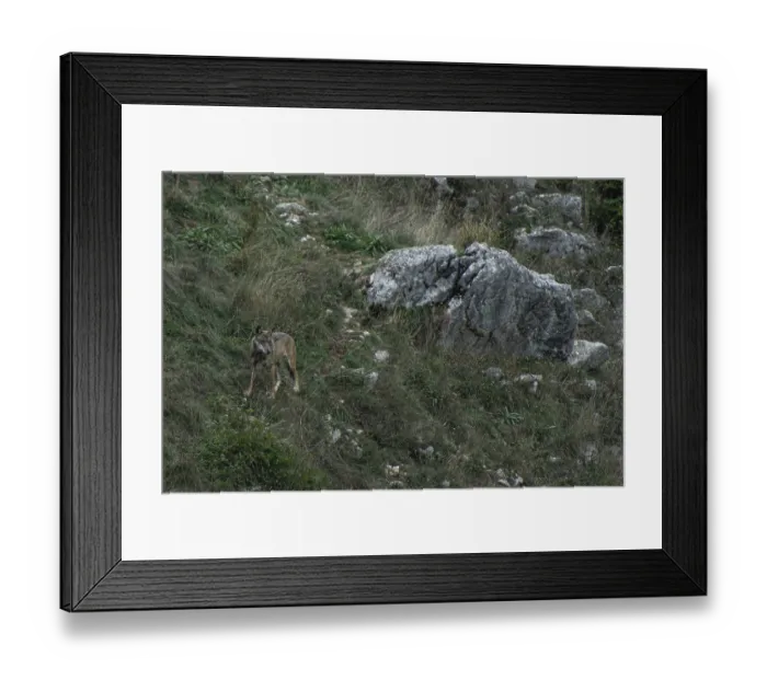 Framed Print : Canis lupus, Abruzzo National Park, italy Framed Print : Canis lupus, Abruzzo National Park, italy