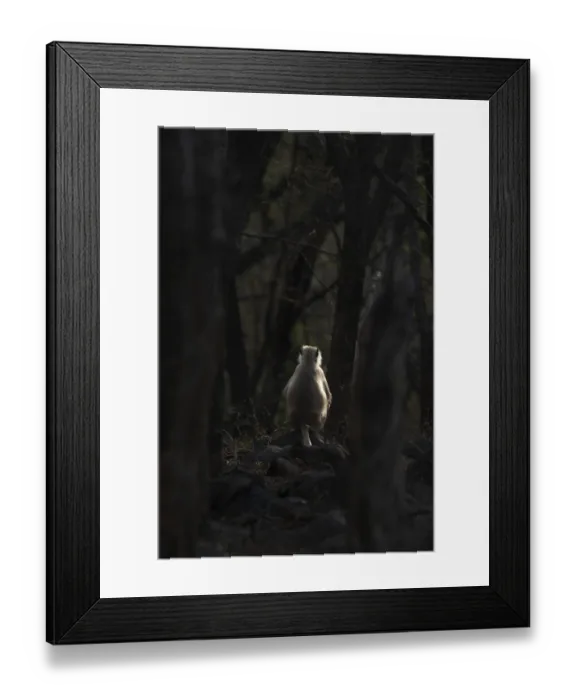 Framed Print : Semnopithecus, Ranthambore National Park, India
