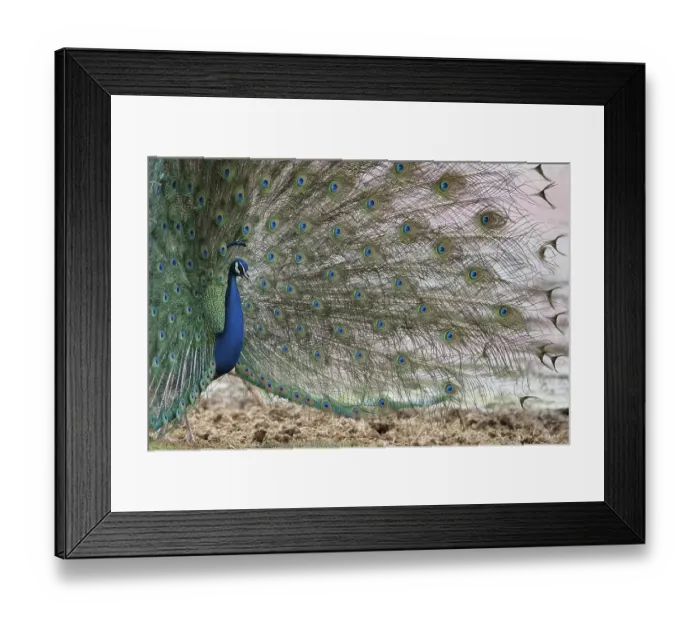 Framed Print : Peacock, Ranthambore National Park, India Framed Print : Peacock, Ranthambore National Park, India