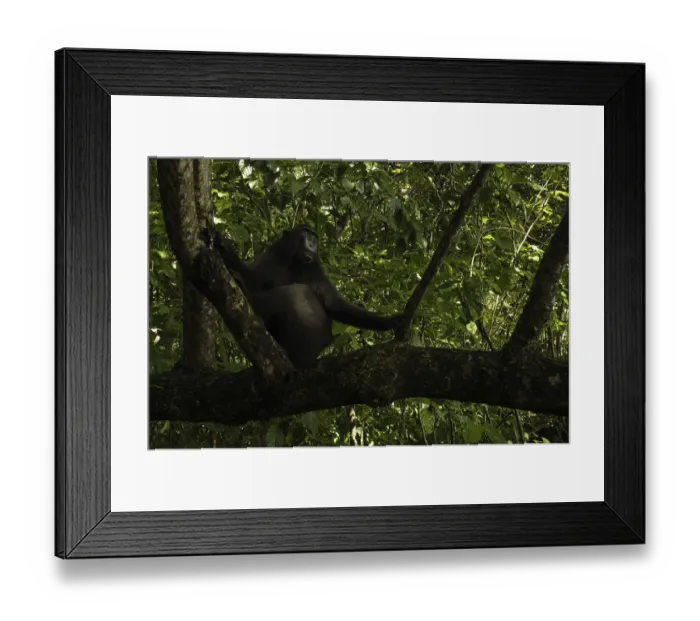 Framed Print : Macaca nigra, tangkoko national park, indonesia