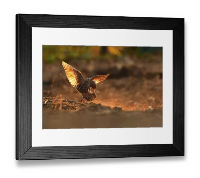 Framed Print : Common starling (Sturnus vulgaris) Framed Print : Common starling (Sturnus vulgaris)