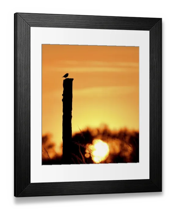 Framed Print : European stonechat (Saxicola rubicola) Framed Print : European stonechat (Saxicola rubicola)