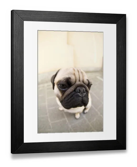 Framed Print : Young pug, portrait, fisheye shot