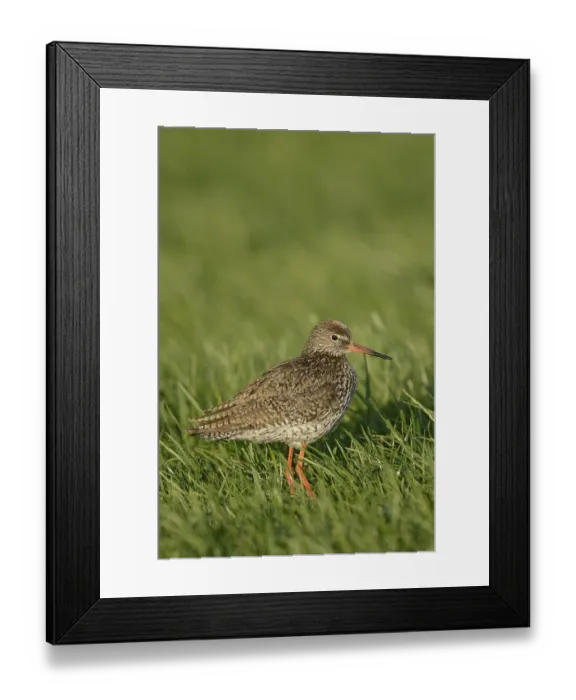 Framed Print : Common Redshank (Tringa totanus) Framed Print : Common Redshank (Tringa totanus)