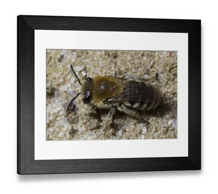 Framed Print : Common sand bee sitting on sand seen from top left
