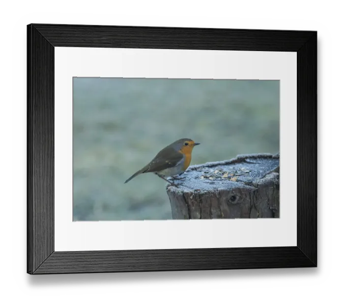 Framed Print : Robin sitting on tree trunk with food seen from right side Framed Print : Robin sitting on tree trunk with food seen from right side