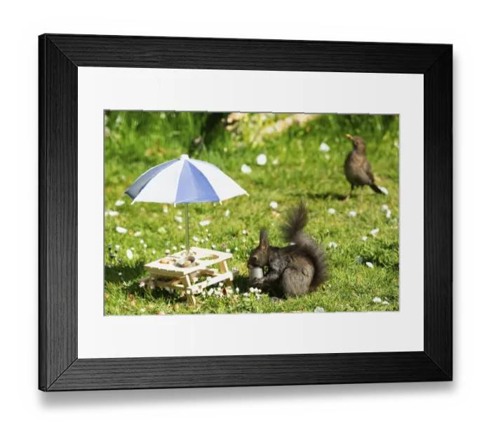 Framed Print : Squirrel with potty in mouth next to table with partly emptied potty and parasol standing in green grass looking left Framed Print : Squirrel with potty in mouth next to table with partly emptied potty and parasol standing in green grass looking left