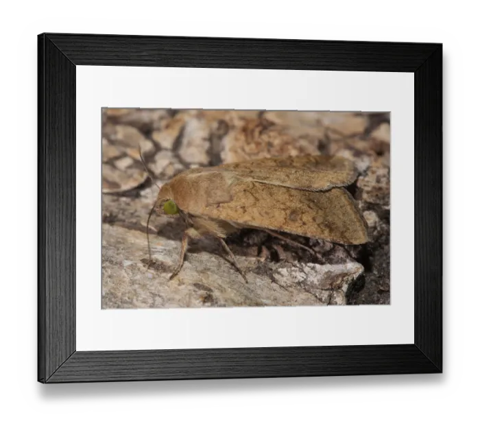 Framed Print : Cotton barn owl butterfly with closed wings sitting on tree trunk looking left Framed Print : Cotton barn owl butterfly with closed wings sitting on tree trunk looking left