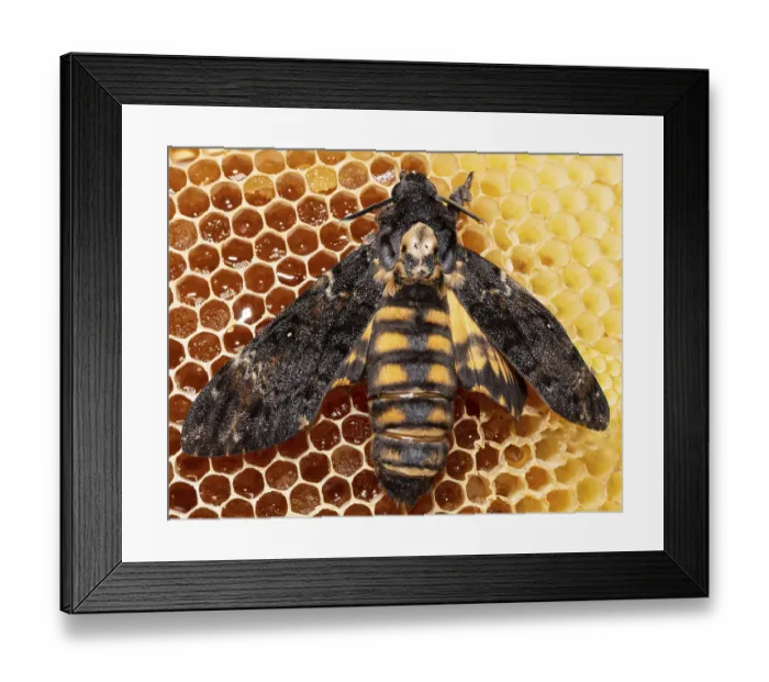 Framed Print : Death's-head moth butterfly with open wings sitting on honeycomb from behind Death's-head moth butterfly with open