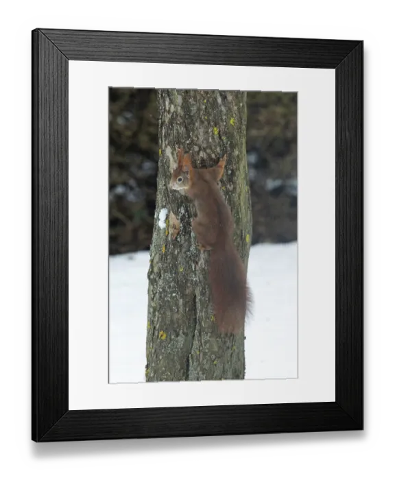 Framed Print : Squirrel hanging on tree trunk with snow seen on the left Framed Print : Squirrel hanging on tree trunk with snow seen on the left