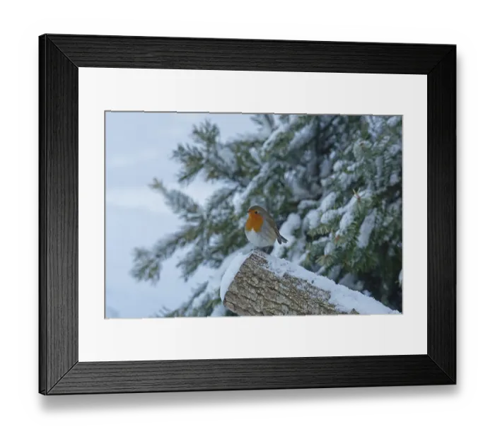 Framed Print : Robin sitting on tree trunk with snow left looking Framed Print : Robin sitting on tree trunk with snow left looking