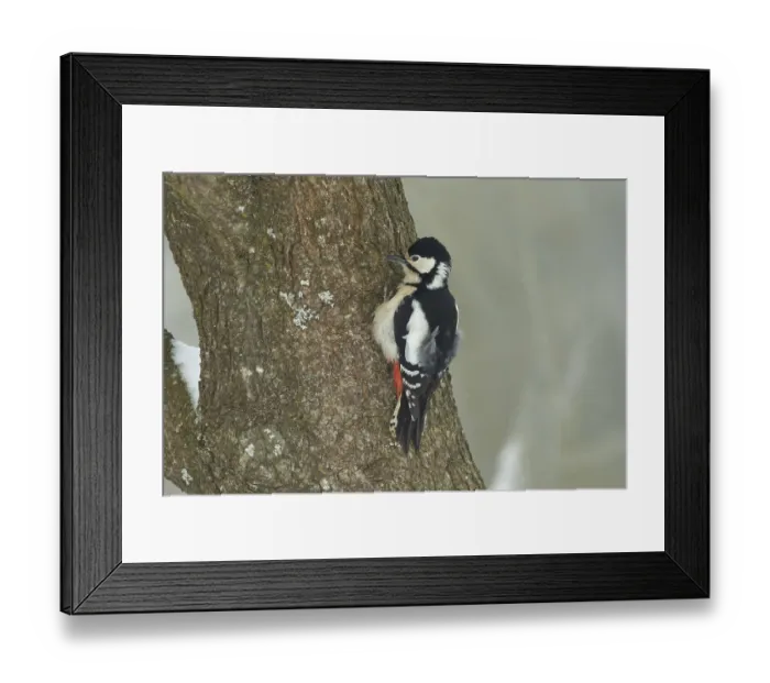 Framed Print : Great spotted woodpecker female hanging on tree trunk cleaning left looking