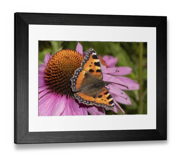 Framed Print : Small fox butterfly with open wings sitting on red flower sucking right seeing Framed Print : Small fox butterfly with open wings sitting on red flower sucking right seeing