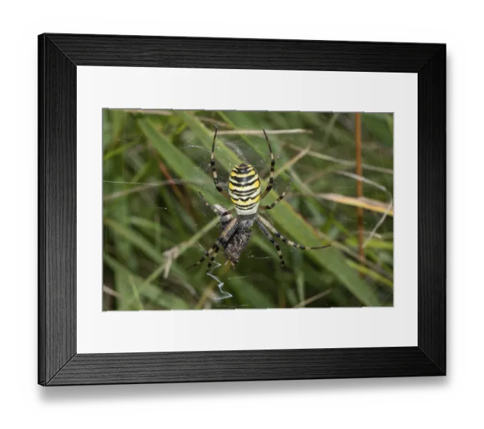 Framed Print : Zebra spider, wasp spider with prey hanging in web looking down