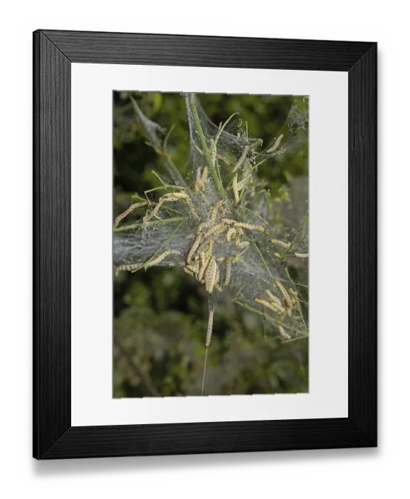 Framed Print : Weeping cherry moth several caterpillars in a common web