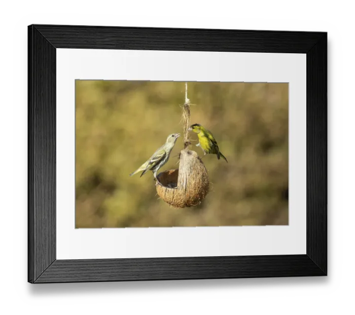 Framed Print : Siskin two birds standing on feeding dish facing each other